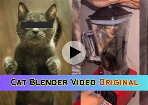 cat in blender video reddit|Saw the cat in blender video cant get it out of my mind